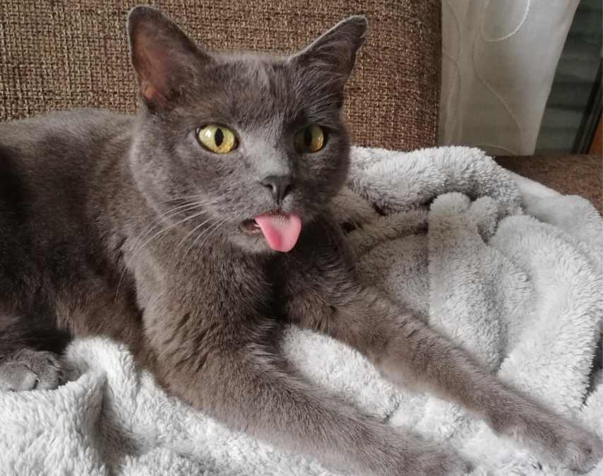 怎么阻止猫咪在床上尿尿?(图1) 怎么阻止猫咪在床上尿尿?(图1)