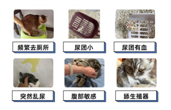 怎么阻止猫咪在床上尿尿?(图2) 怎么阻止猫咪在床上尿尿?(图2)