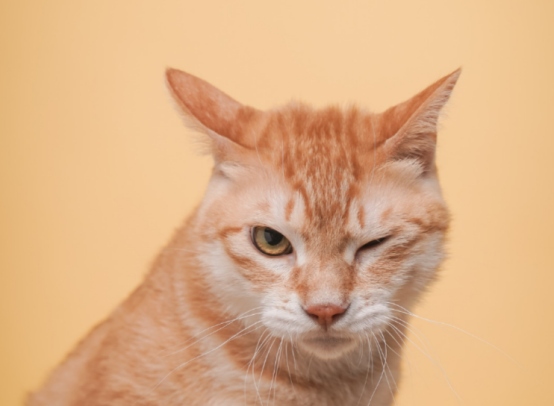 怎么阻止猫咪在床上尿尿?(图4) 怎么阻止猫咪在床上尿尿?(图4)