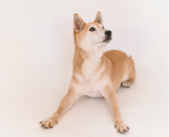 凌晨5点被狗叫吵醒?从行为逻辑破解狗狗早起吠叫难题(图2) 凌晨5点被狗叫吵醒?从行为逻辑破解狗狗早起吠叫难题(图2)