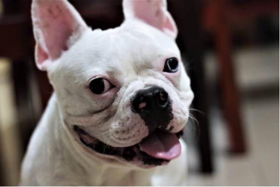 凌晨5点被狗叫吵醒?从行为逻辑破解狗狗早起吠叫难题(图4) 凌晨5点被狗叫吵醒?从行为逻辑破解狗狗早起吠叫难题(图4)