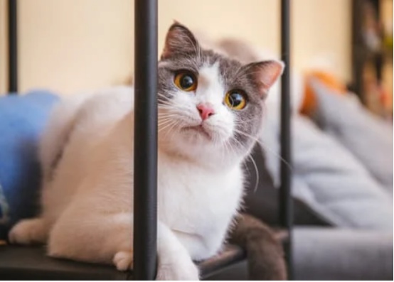 为什么你家猫越来越像你?真相不止是模仿(图3) 为什么你家猫越来越像你?真相不止是模仿(图3)