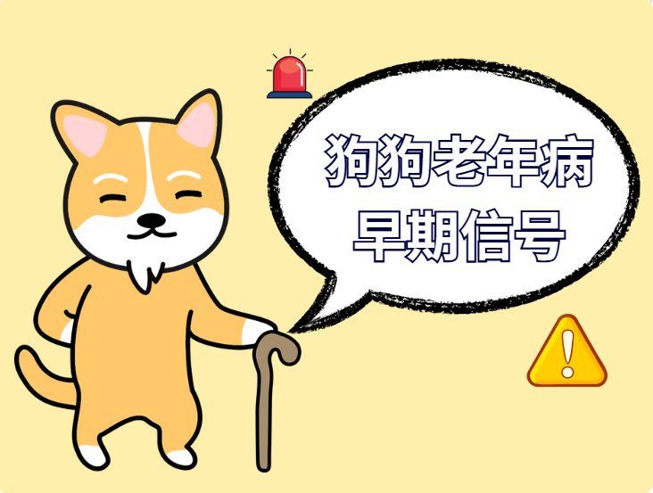 狗狗7岁＝人类50岁！警惕这些老年病的早