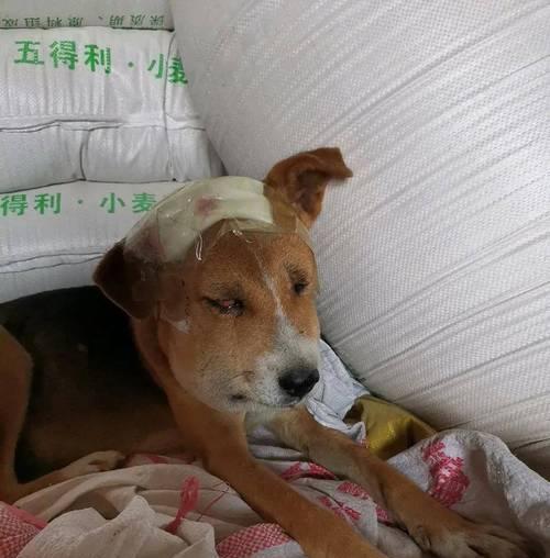 解蛇毒的食物有哪些？（揭秘狗狗解蛇毒的7种有效食物）(图2)