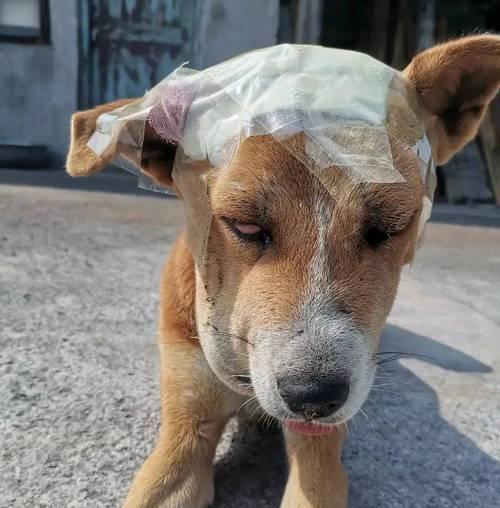 解蛇毒的食物有哪些？（揭秘狗狗解蛇毒的7种有效食物）(图3)