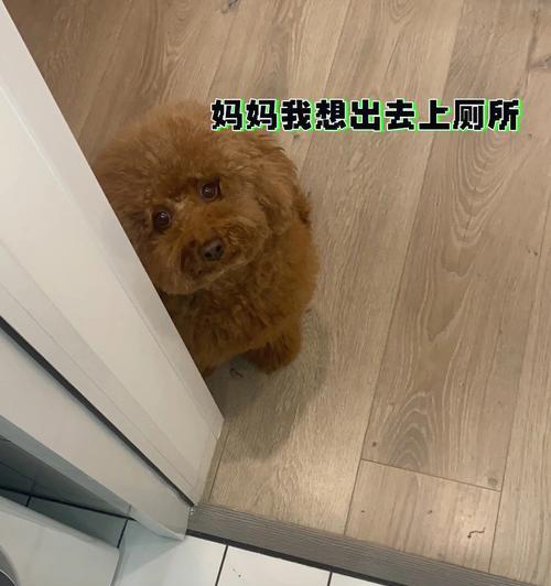 泰迪狗的遛狗时间选择（合适的时间可以让泰迪狗更好地运动和放松）(图1)