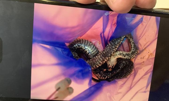 解蛇毒的食物有哪些？（揭秘狗狗解蛇毒的7