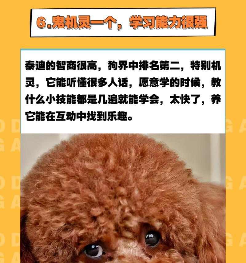 泰迪狗的遛狗时间选择（合适的时间可以让泰迪狗更好地运动和放松）(图2)