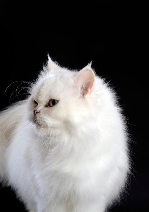 波斯猫毛的生长周期和如何使其快速长齐（探索波斯猫毛的成长过程和护理方法，让它长出