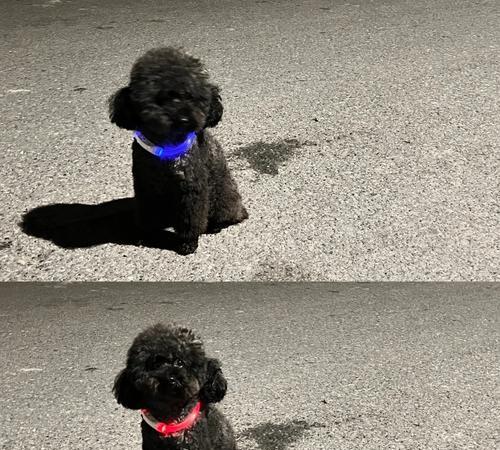 泰迪狗的遛狗时间选择（合适的时间可以让泰迪狗更好地运动和放松）(图3)