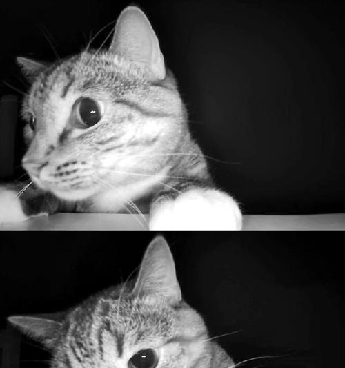 猫咪为何不认识自己的原因（探索猫咪对自身的无知）(图2)