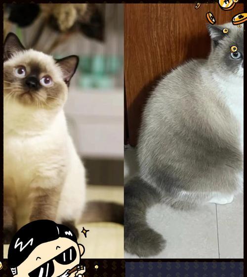 猫咪为何不认识自己的原因（探索猫咪对自身的无知）(图1)