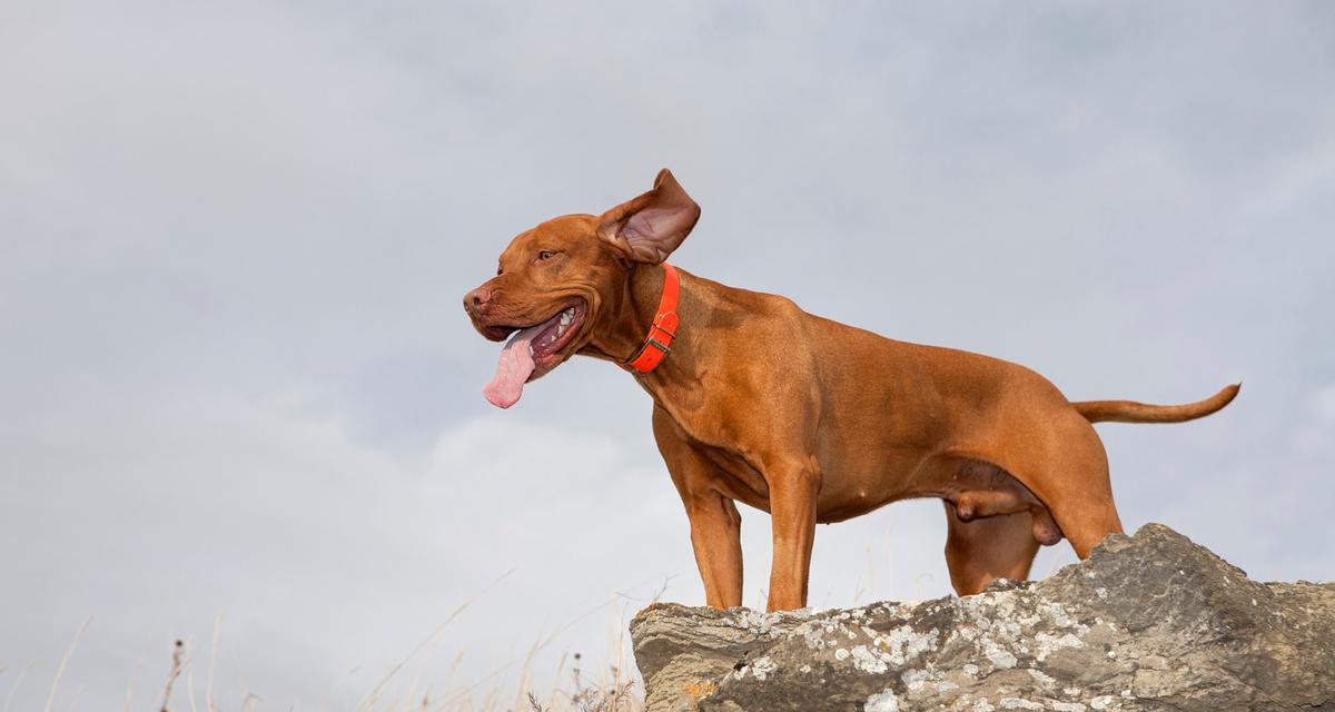 选择合适的狗进行狩猎（猎犬品种、特性与培训）(图2)