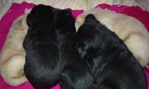 母狗怀孕流黑色液体的原因及处理方法（为什