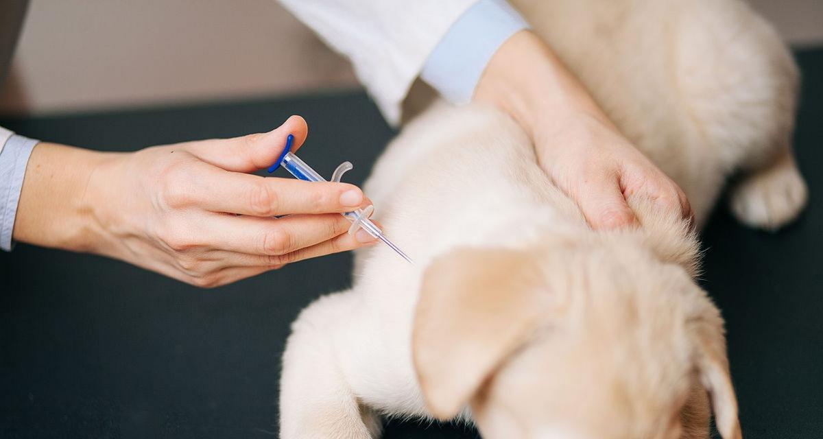 养狗必须打的育苗,你知道几种?(了解育苗,让你的爱犬健康成长)(图3) 养狗必须打的育苗,你知道几种?(了解育苗,让你的爱犬健康成长)(图3)