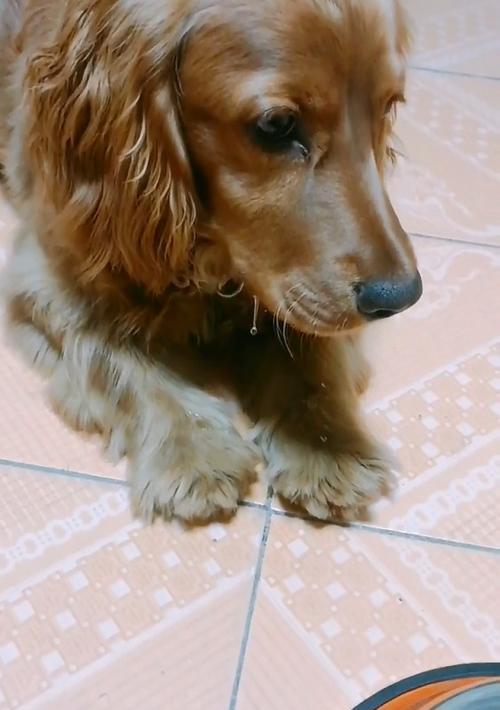 狗为什么不吃狗粮？（探究狗不吃狗粮的原因与解决方案）(图3)