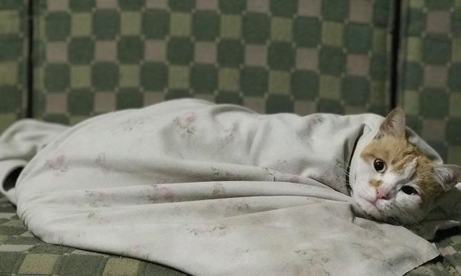 母猫快生了，准备工作要做好（如何为快要分娩的母猫做好准备？）(图1)