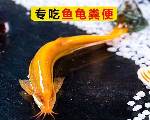 地图鱼拉的粪便是什么样的?(探索地图鱼粪便的外观特征与意义)(图1) 地图鱼拉的粪便是什么样的?(探索地图鱼粪便的外观特征与意义)(图1)