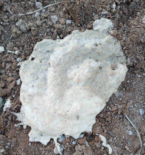 地图鱼拉的粪便是什么样的?(探索地图鱼粪便的外观特征与意义)(图2) 地图鱼拉的粪便是什么样的?(探索地图鱼粪便的外观特征与意义)(图2)