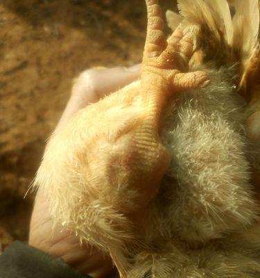 地图鱼拉的粪便是什么样的?(探索地图鱼粪便的外观特征与意义)(图3) 地图鱼拉的粪便是什么样的?(探索地图鱼粪便的外观特征与意义)(图3)