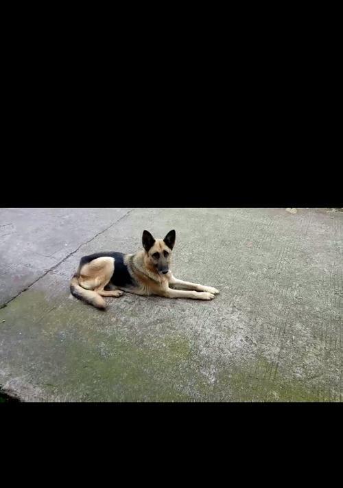 黑背的魅力(黑背之美尽显神秘、优雅与力量)(图3) 黑背的魅力(黑背之美尽显神秘、优雅与力量)(图3)