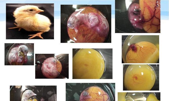 鸟类的繁殖方式及其进化意义(探索鸟类繁殖行为的奥秘和生存优势)(图1) 鸟类的繁殖方式及其进化意义(探索鸟类繁殖行为的奥秘和生存优势)(图1)