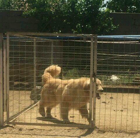 金毛配种空窝的原因及解决方法（了解金毛配种空窝的原因，探索解决之道）(图2)
