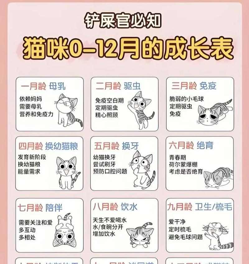 猫咪的成长速度究竟有多快？（探秘两个月内猫咪的惊人成长之旅）