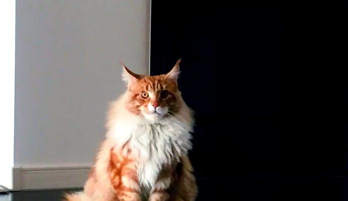 2022年宠物猫行情价格分析（宠物猫价格走势及未来预测，）(图3)