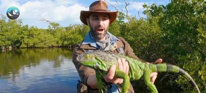 以绿鬣蜥可以喂食哪些蔬菜？（了解绿鬣蜥的蔬菜食谱，保持它们的健康与活力。）(图4)