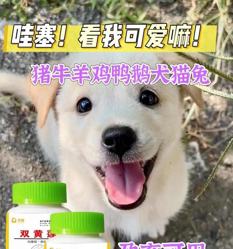 小狗感冒的痊愈时间及治疗方法（了解小狗感冒的治愈时间是关键，