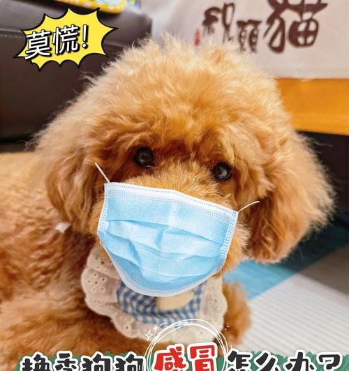 小狗感冒的痊愈时间及治疗方法（了解小狗感冒的治愈时间是关键，帮助你的宠物尽快康复）(图3)