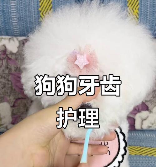 狗的牙齿咀嚼习惯及对健康的影响（探究狗的牙齿咀嚼习惯以及如何保持口腔健康）(图3)