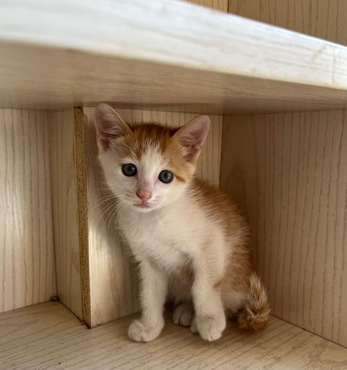 猫咪的成长速度究竟有多快？（探秘两个月内猫咪的惊人成长之旅）(图3)