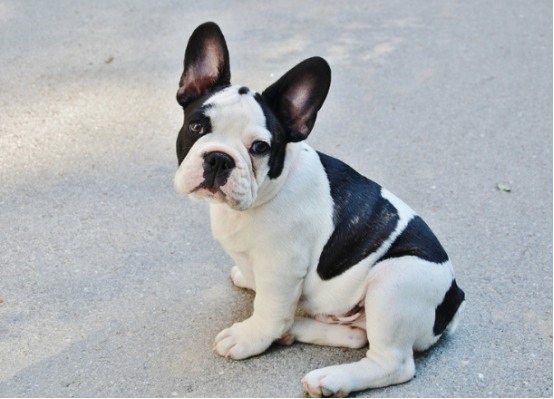 狗狗7岁=人类50岁!警惕这些老年病的早期信号(图1) 狗狗7岁=人类50岁!警惕这些老年病的早期信号(图1)