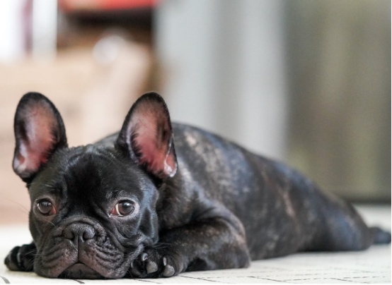 狗狗7岁=人类50岁!警惕这些老年病的早期信号(图5) 狗狗7岁=人类50岁!警惕这些老年病的早期信号(图5)