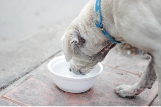 狗狗7岁=人类50岁!警惕这些老年病的早期信号(图4) 狗狗7岁=人类50岁!警惕这些老年病的早期信号(图4)