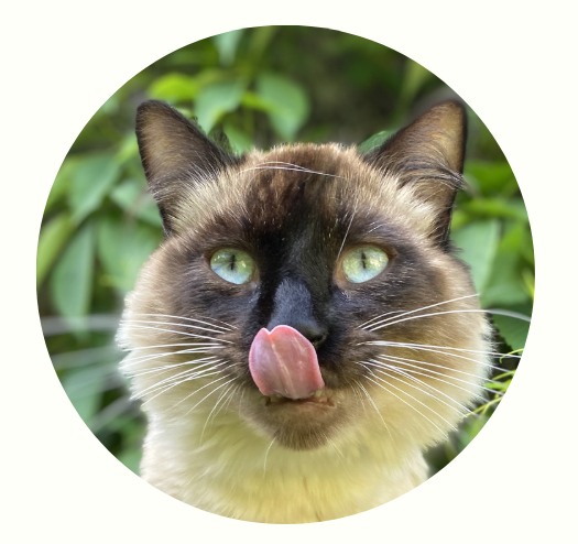 怎么通过耳朵判断猫咪的心情？(图1)