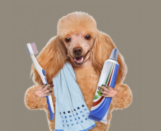 狗狗刷牙可以用人类牙膏吗？(图1)