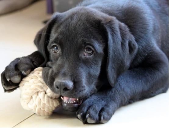 狗狗刷牙可以用人类牙膏吗？(图4)