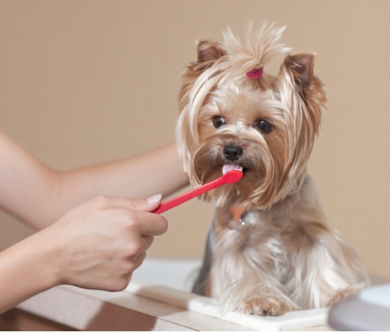 狗狗刷牙可以用人类牙膏吗？(图5)