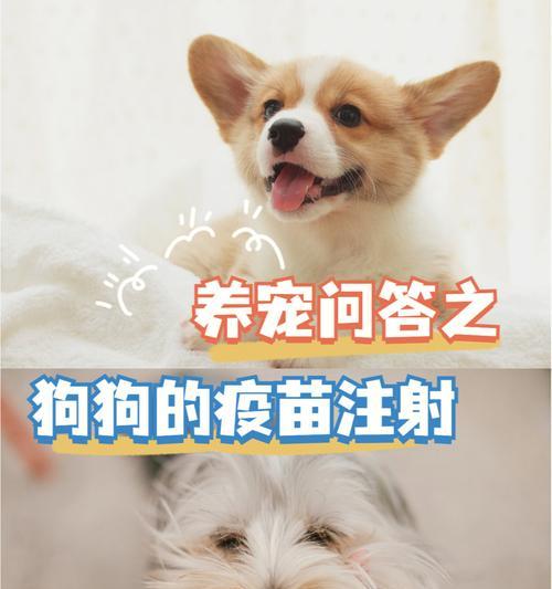 狗狗疫苗前的注意事项（保护宠物狗健康的关键）