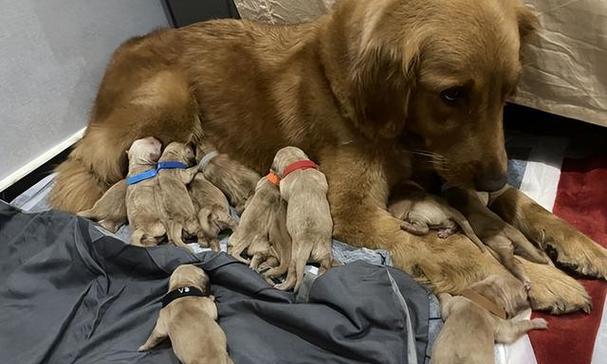 小狗怀孕20多天的是什么？（揭秘小狗早期怀孕的迹象和护理方法）(图1)