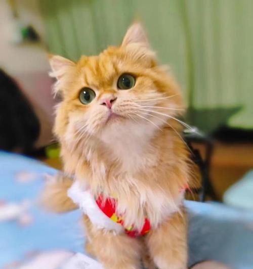 探究猫咪挑食行为的原因(为什么猫咪喜欢挑食?一起来了解吧!)(图3) 探究猫咪挑食行为的原因(为什么猫咪喜欢挑食?一起来了解吧!)(图3)