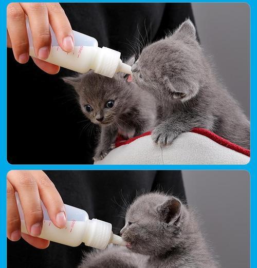 母猫的生理结构及繁殖器官解析(揭开母猫神秘的阴道位置之谜)(图1) 母猫的生理结构及繁殖器官解析(揭开母猫神秘的阴道位置之谜)(图1)