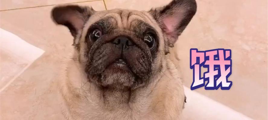 以巴哥饿了会有什么表现？（探索以巴哥饥饿时的行为和身体变化）(图2)