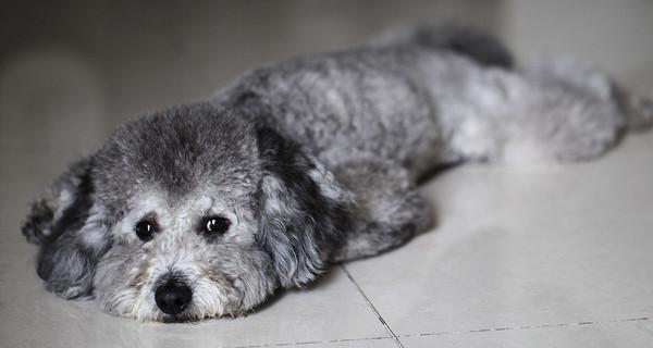 灰色泰迪狗粮推荐(为你的灰色泰迪选择合适的狗粮)(图3) 灰色泰迪狗粮推荐(为你的灰色泰迪选择合适的狗粮)(图3)