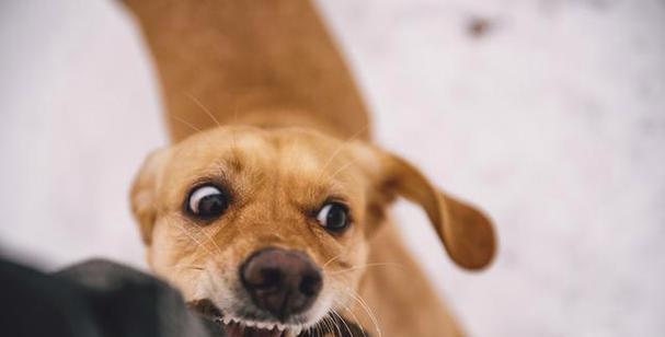 探究狗咬人的原因（为什么狗会咬人？如何预防狗咬人事件的发生？）(图3)