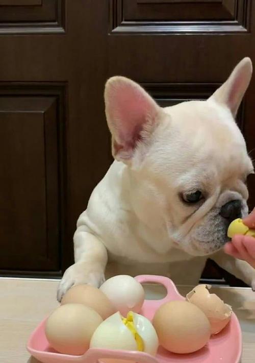 以巴哥饿了会有什么表现？（探索以巴哥饥饿