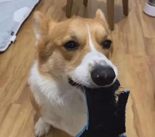 探究狗咬人的原因（为什么狗会咬人？如何预